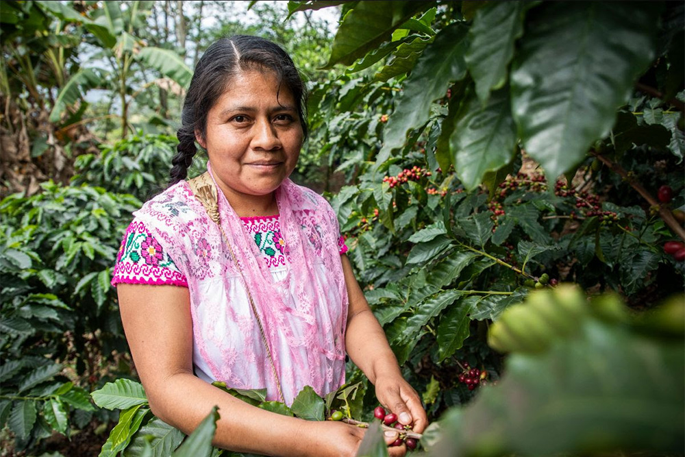 Mujeres fundamentales en el proceso del cultivo del café