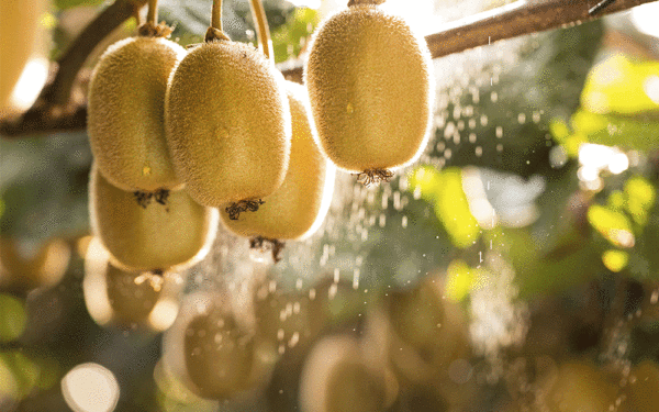 3 razones por las que debes consumir kiwi