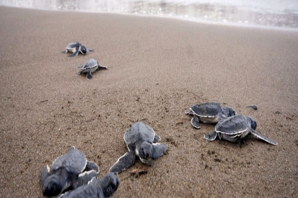 Liberación de tortugas Cuyutlán Colima, experiencia para toda la familia