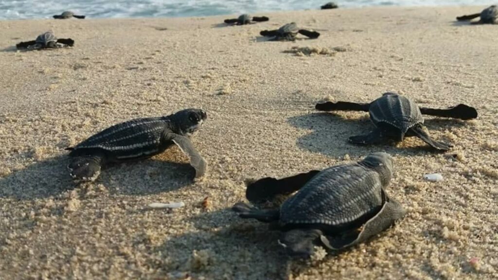libera tortugas en Acapulco Viajeras4ever-3