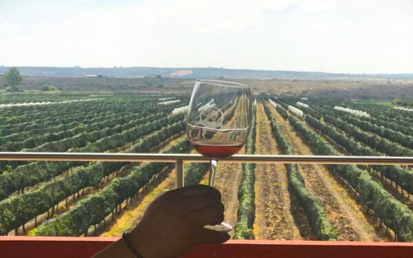 Celebra tu cumpleaños con elegancia con 3 vinícolas imperdibles en Guanajuato