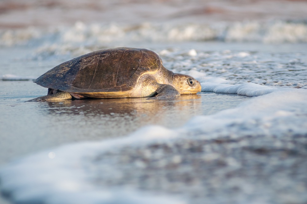 Descubre la magia de la liberación de tortugas en Puerto Vallarta: Tips para una experiencia inolvidable