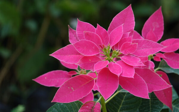 La flor de Nochebuena: símbolo mexicano de la Navidad