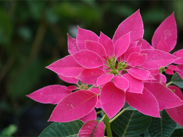 La flor de Nochebuena: símbolo mexicano de la Navidad