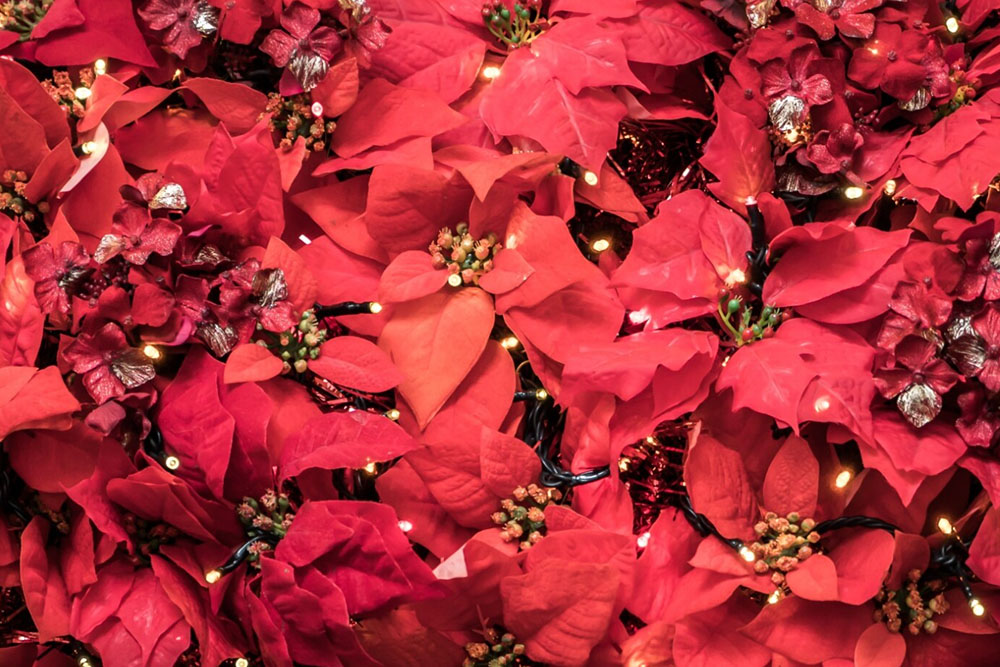 viajeras 4ever flor de nochebuena roja