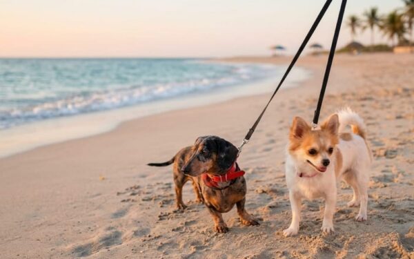 Ruta pet friendly en Mazatlán para celebrar el Día Mundial del Perro