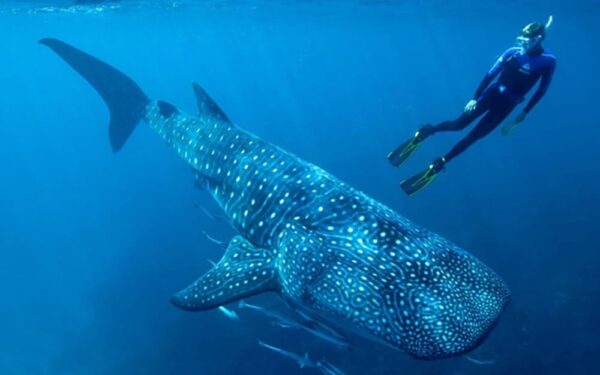 Baja California inicia la temporada de avistamiento del tiburón ballena en Bahía de los Ángeles