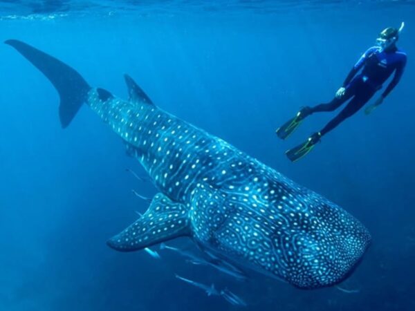 Baja California inicia la temporada de avistamiento del tiburón ballena en Bahía de los Ángeles