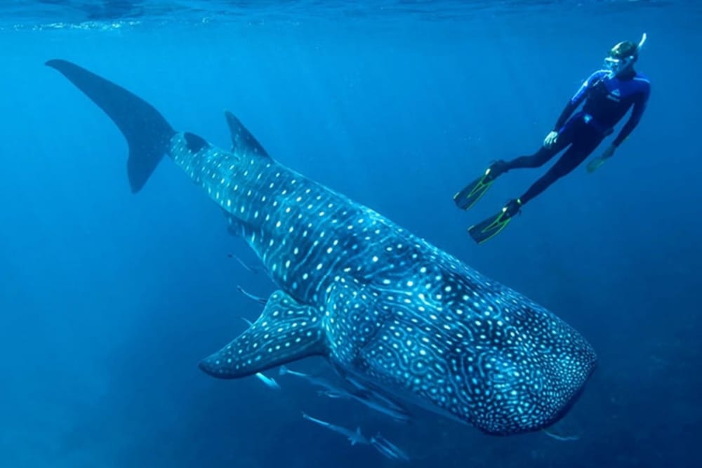 Baja California inicia la temporada de avistamiento del tiburón ballena en Bahía de los Ángeles