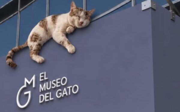 Visita El Museo del Gato para celebrar el Día Internacional del Gato en la Ciudad de México