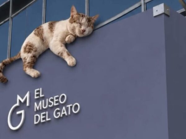 Visita El Museo del Gato para celebrar el Día Internacional del Gato en la Ciudad de México