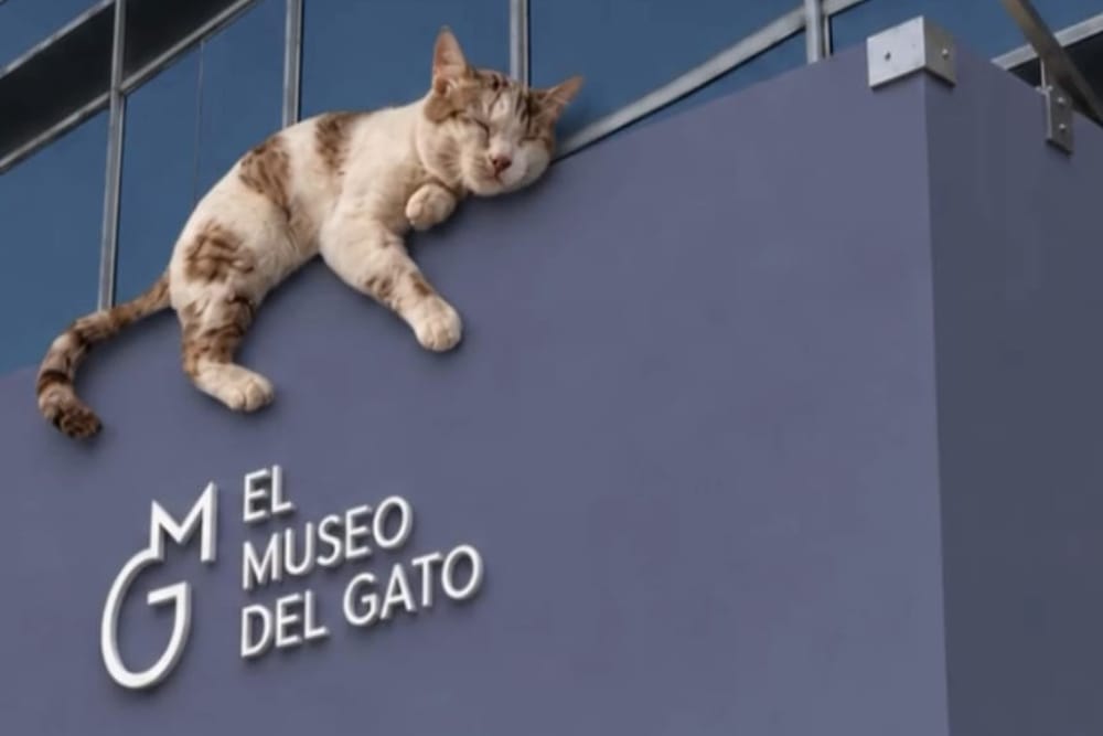 Visita El Museo del Gato para celebrar el Día Internacional del Gato en la Ciudad de México